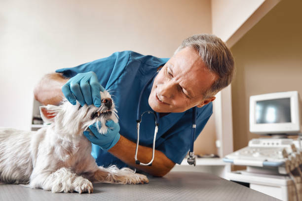 Best Tooth Infection Emergency Dentist  in Smithsburg, MD